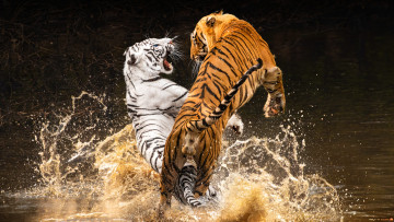 Картинка животные тигры белый вода брызги ветки тигр прыжок лапы купание пасть пара водоем позы два тигра