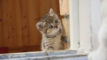 Картинка животные коты котенок окно