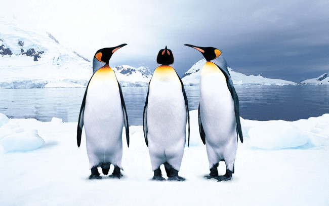 Обои картинки фото животные, пингвины, горы, снег, море