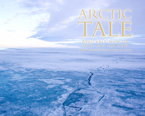 Картинка arctic tale кино фильмы