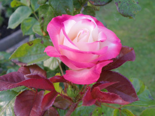 Картинка цветы розы бело-розовая