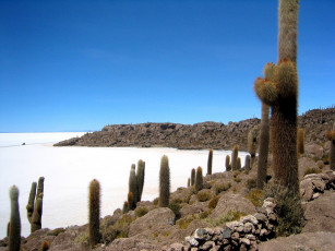 Картинка salar de uyuni природа другое bolivia кактус