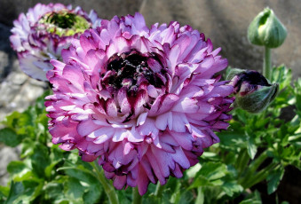 Картинка цветы ранункулюс азиатский лютик фиолетовый пестрый круглый