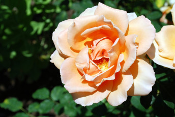 Картинка цветы розы кремовый лепестки