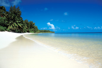 Картинка природа тропики пальмы берег песок море