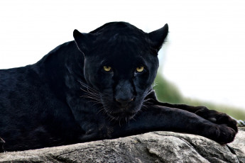Картинка животные пантеры черный взгляд