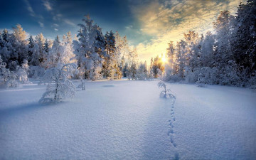 Картинка природа зима лучи солнца лес