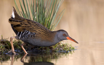 Картинка животные птицы вода озеро пруд птица отражение трава