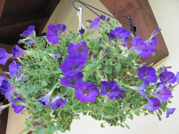 Обои картинки фото цветы, петунии, калибрахоа, синий