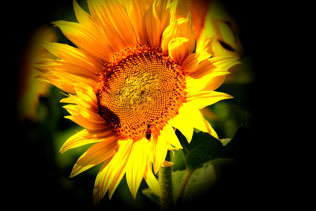 Обои картинки фото цветы, подсолнухи, желтый, лепестки, пчела