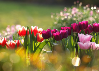 Картинка цветы тюльпаны красота