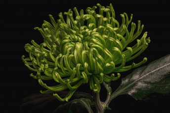 Картинка цветы хризантемы зеленый макро