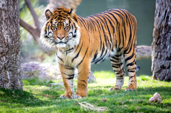 Картинка животные тигры грозный