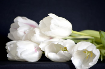 Картинка цветы тюльпаны белый