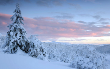 Картинка природа зима ели снег пейзаж закат