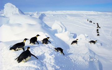 обоя животные, пингвины, снег, ингвины