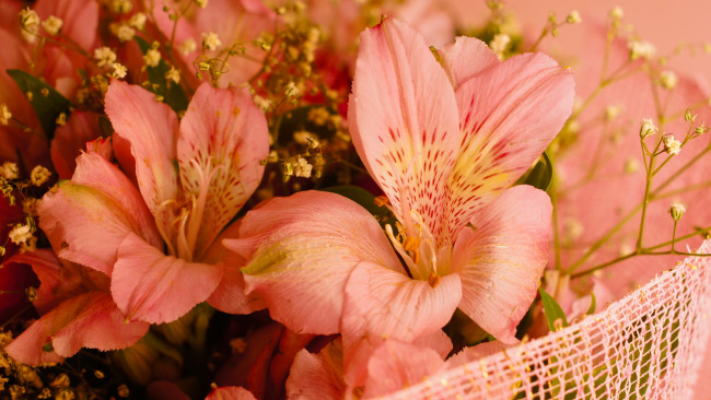 Обои картинки фото цветы, альстромерия, лилии