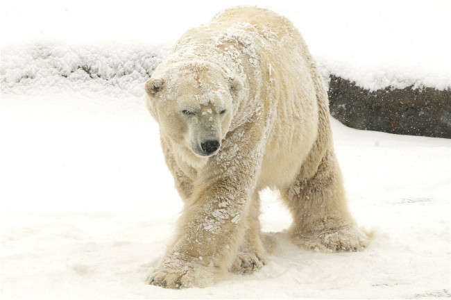Обои картинки фото животные, медведи, косолапый, снег