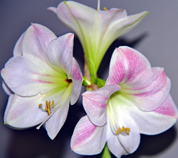 Картинка цветы амариллисы +гиппеаструмы амариллис
