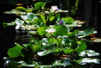 Картинка цветы лилии+водяные +нимфеи +кувшинки лотосы