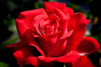 Картинка цветы розы макро капли лепестки красная роза