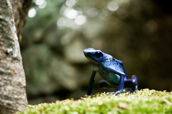 Картинка животные лягушки синий отравленный дротик лягушка