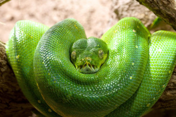 Картинка животные змеи +питоны +кобры зеленый древесный питон чешуя кольца голова змея