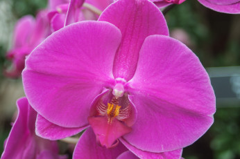 Картинка цветы орхидеи фалинопсис цветок
