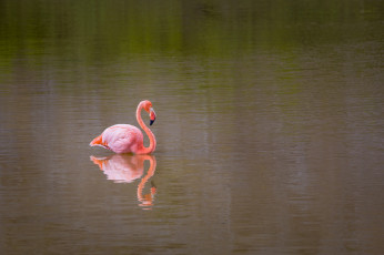 обоя животные, фламинго, вода