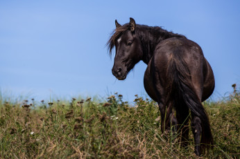 Картинка животные лошади небо трава вороная лошадь