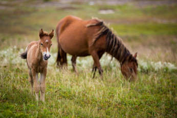 Картинка животные лошади жеребенок кобыла пастбище семья пара малыш мама