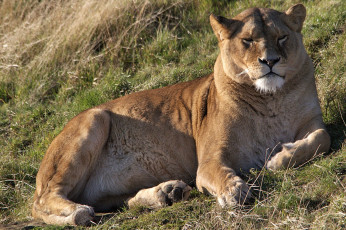 Картинка животные львы фон трава львица