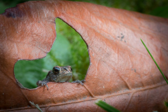 Картинка животные лягушки дождь лист лягушка