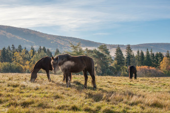 Картинка животные лошади утреннее дыхание