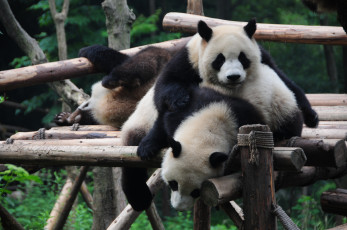 Картинка животные панды помост медвежата игра