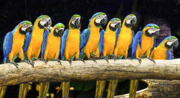 Картинка животные попугаи ара компания