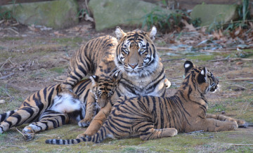 Картинка животные тигры тигрица детеныши