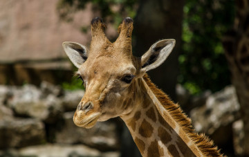 Картинка животные жирафы жираф морда шея