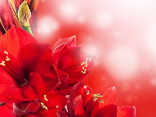 Обои картинки фото цветы, амариллисы,  гиппеаструмы, amaryllis, красный, амариллис