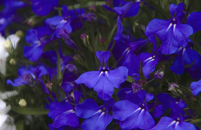Обои картинки фото цветы, лобелии, фиолетовый