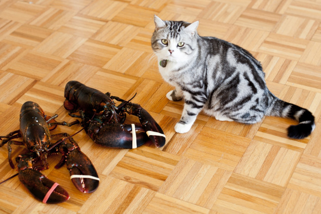 Обои картинки фото животные, разные вместе, омары, кот