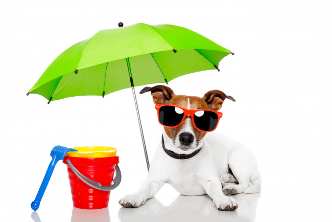 Обои картинки фото животные, собаки, собака, зонтик, пляж