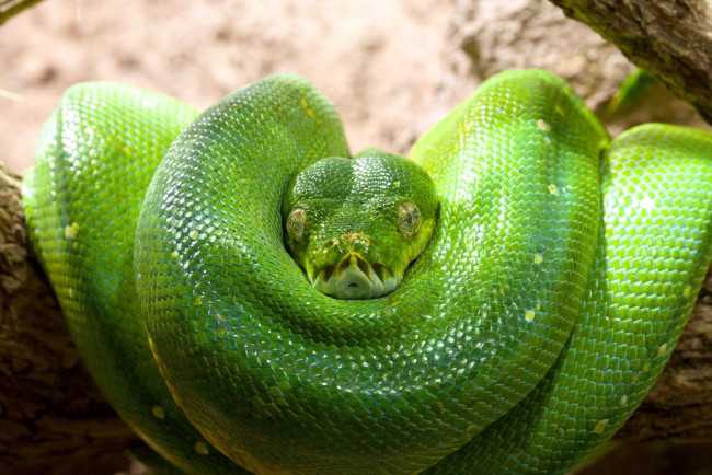 Обои картинки фото животные, змеи,  питоны,  кобры, зеленый, древесный, питон, чешуя, кольца, голова, змея