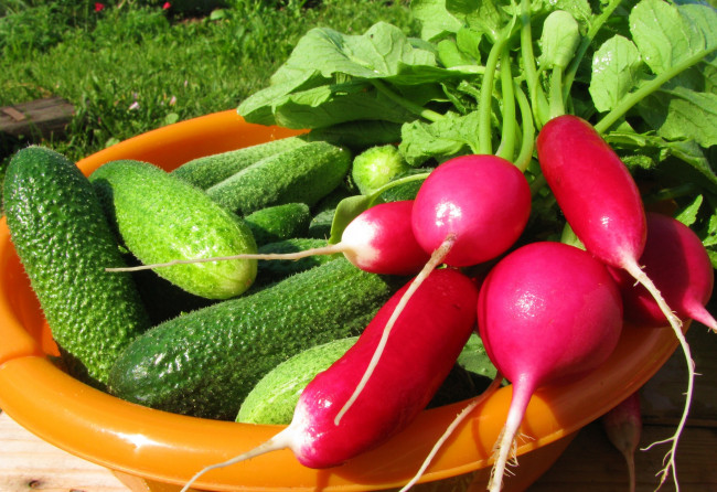 Обои картинки фото еда, овощи, огурцы, редиска