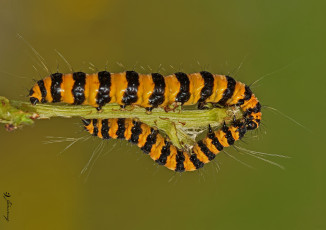 Картинка животные гусеницы насекомые макро фон