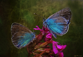 Картинка животные бабочки +мотыльки +моли макро фон утро насекомые травинка пара обработка