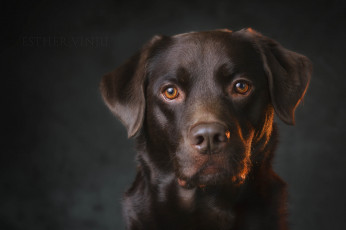 Картинка животные собаки портрет взгляд пёс