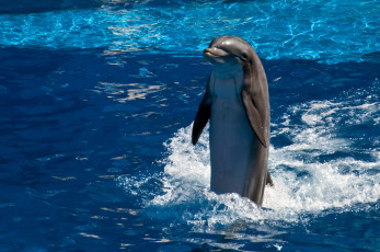 Картинка животные дельфины вода дельфин