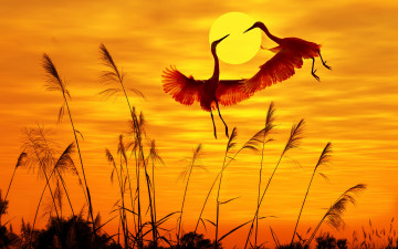 обоя животные, цапли,  выпи, закат, небо, солнечный, свет, птицы, flying, birds, sunset, sky, летающих, птиц, sunlight