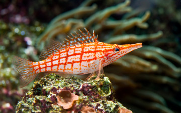 Картинка животные рыбы коралловые подводный мир морской красные coral underwater sea fish tropical stripped red тропический раздели